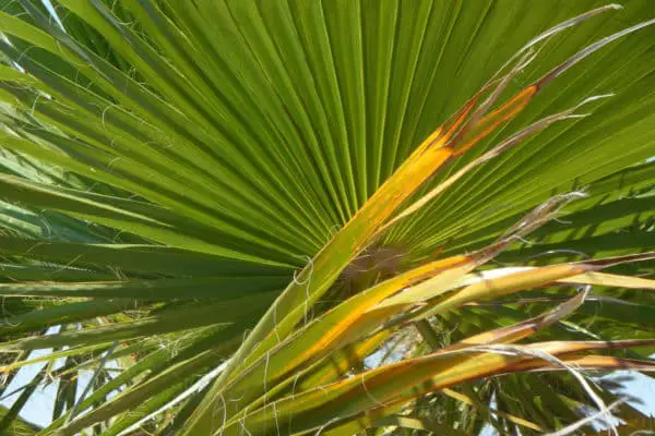 Palmblätter braune Spitzen
