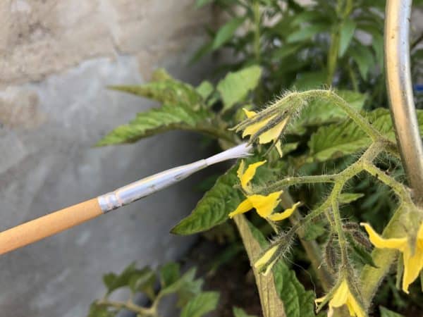 Tomaten Blüten mit einem Pinsel bestäuben