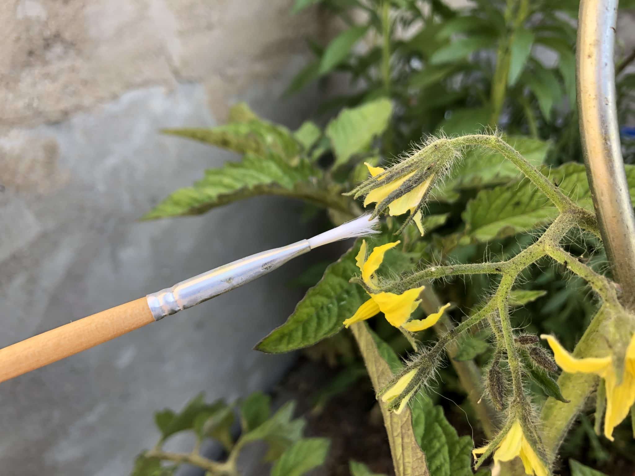 Tomaten Viele Blüten leider ohne Fruchtansatz
