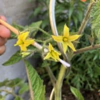 Tomaten Blüten ohne Fruchtansatz