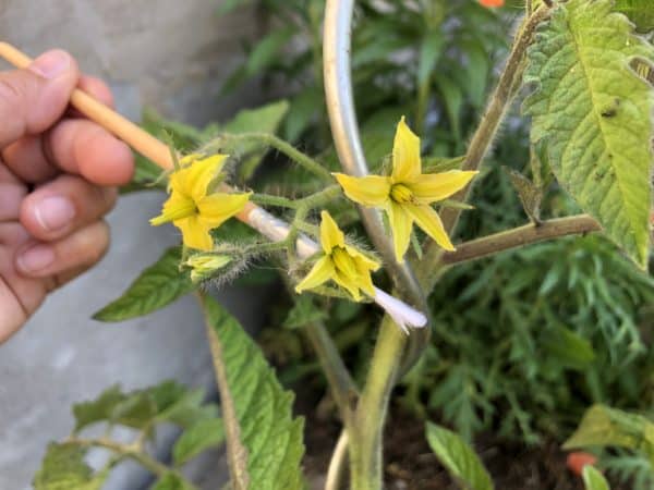 Tomaten Blüten ohne Fruchtansatz