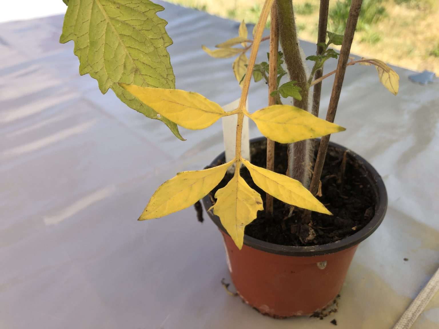 Tomatenpflänzchen werden gelb und verlieren Blätter