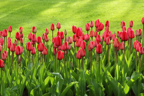 Tulpen und Zwiebelpflanzen schneiden