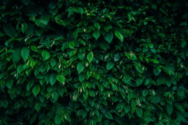 Hainbuchenhecke wann schneiden