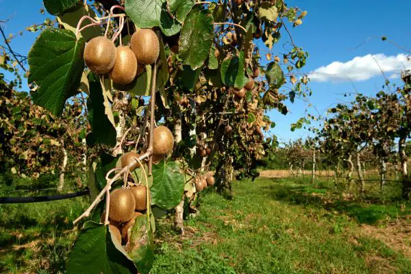 Wie wachsen Kiwi?