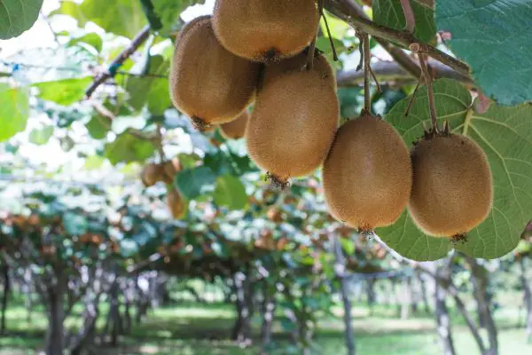 Richtiger Standort für Kiwi Pflanzen