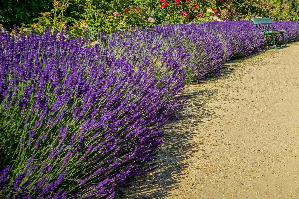 Lavendel als Hecke Blühende Gartengrenzen