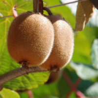 Kiwis im Topf ziehen