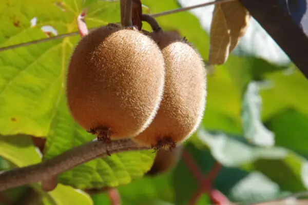 Kiwis im Topf ziehen