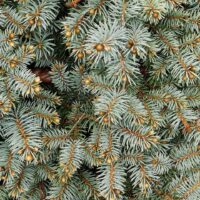 Fichte Picea pungens