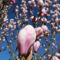 Magnolienbusch mit Moosanhaftungen