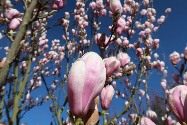 Magnolienbusch mit Moosanhaftungen