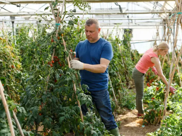 Pflanzstäbe aus Bambus selber machen für Tomaten