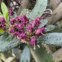 Rhododendron: alten Blütenstand im Winter entfernen?
