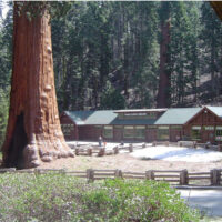 Riesenmammutbaum (Sequoiadendron giganteum)