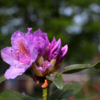 Rückschnitt eines Hochstamm-Rhododendron