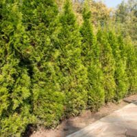 Thuja Smaragd an der Mauer pflanzen?