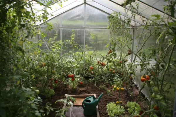Tomaten Hybriden züchten Experiment