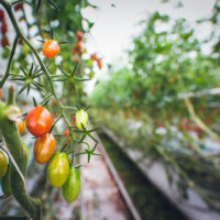Tomaten Hybriden züchten