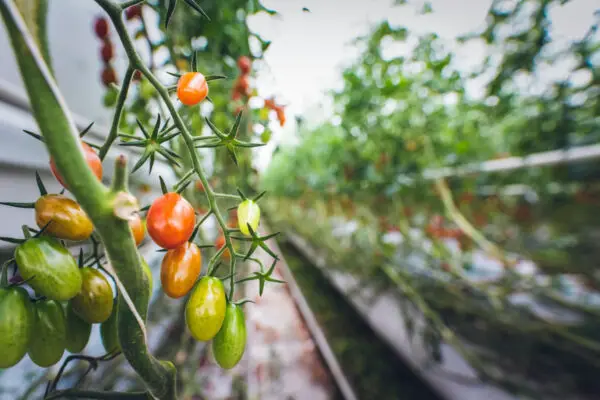 Tomaten Hybriden züchten