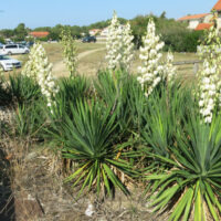 Yucca Palme pflegen und nutzen (Yucca filamentosa)